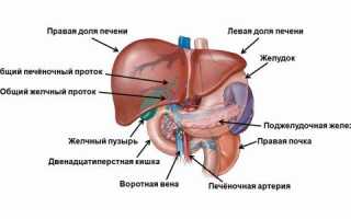 Норма печени