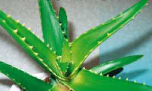 Лекарственные свойства алое при лечении псориаза: полезные рекомендации