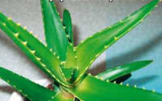 Лекарственные свойства алое при лечении псориаза: полезные рекомендации