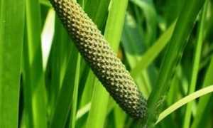 Полезные свойства корня аира от грибка ногтей для здоровья