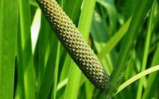 Полезные свойства корня аира от грибка ногтей для здоровья