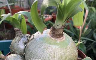 Птицемлечник хвостатый или индийский лук против грибка ногтей: полезные свойства и применение