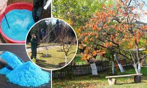 Как использовать медный купорос против грибка в садоводстве?