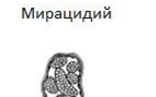 Жизненный цикл печеночного сосальщика