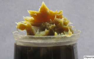 Мази на основе солидола от псориаза