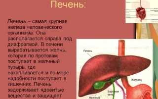 Препараты для печени для профилактики