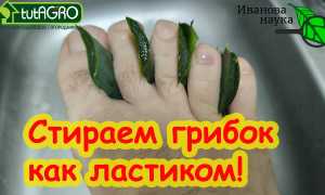 Как лечить народными средствами грибок между пальцами ног эффективно и безопасно