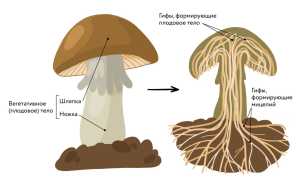 Что такое мицелий грибка и как с ним бороться эффективно