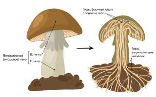 Что такое мицелий грибка и как с ним бороться эффективно