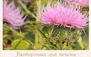 Расторопша от чего помогает