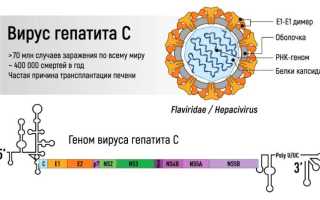 Носитель hcv