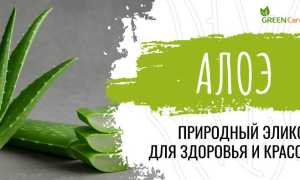 Эффективное использование лечебных свойств Алоэ против грибка для здоровья