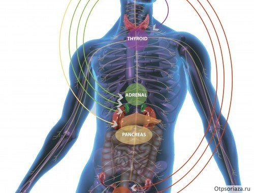 Эндокринная теория проявления псориаза эндокринная теория