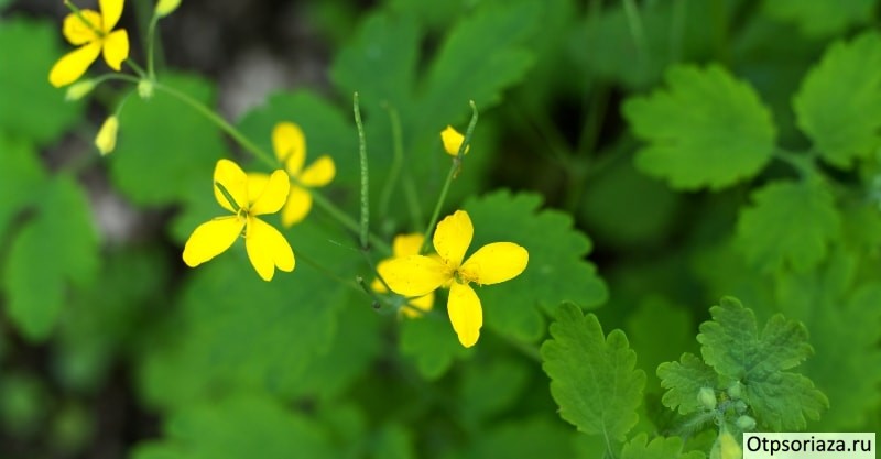 Чистотел Чистотел