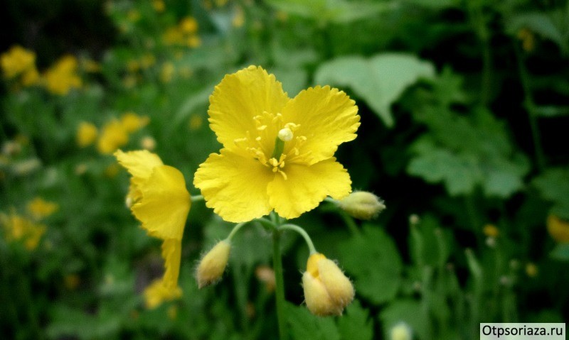 Чистотел Чистотел