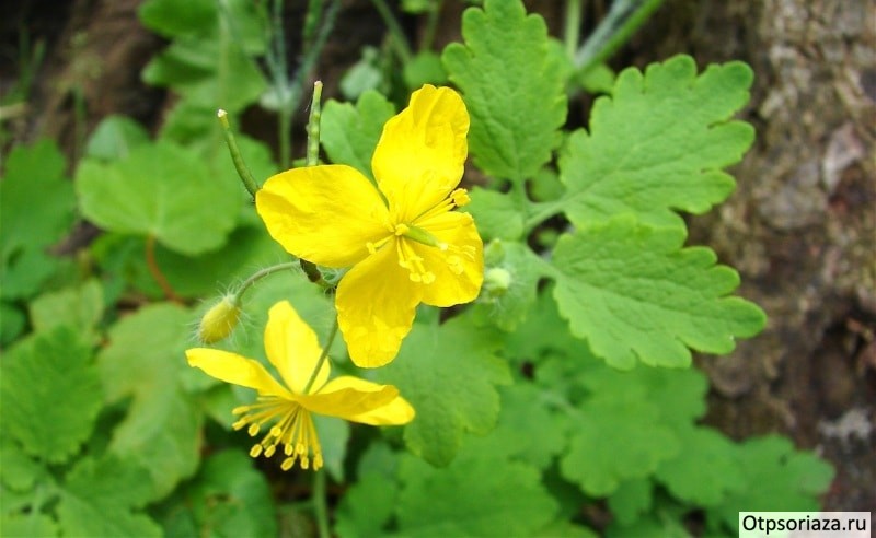 Чистотел Чистотел