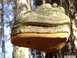 Чага от псориаза берёзовый гриб